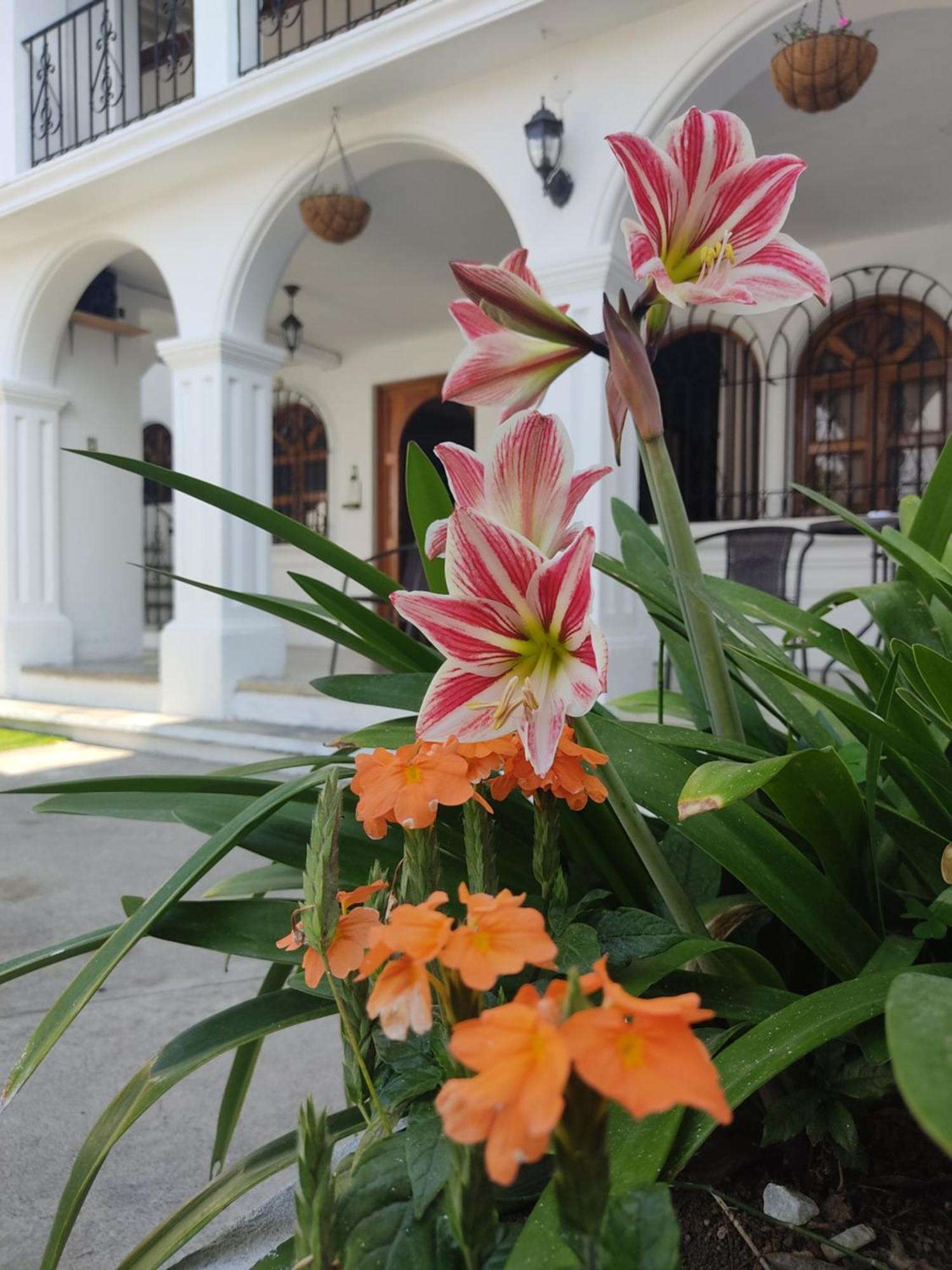 Blue Moon Hostel Antigua Exterior foto